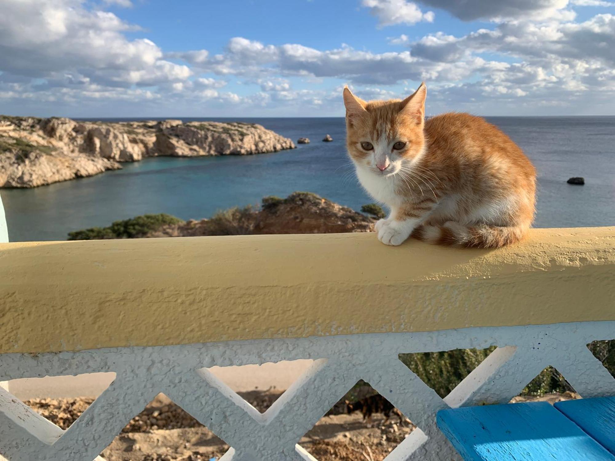 Studios Fokia Beach Amoopi Bagian luar foto